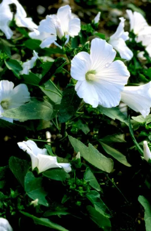 лаватера "Монблан"