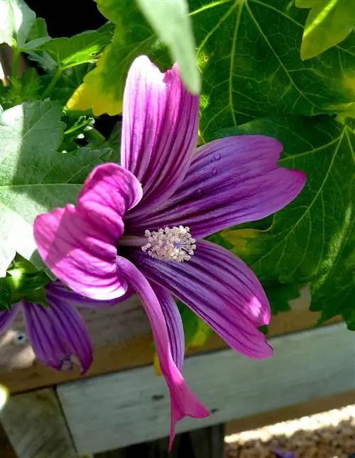 Лаватера ассургентифлора Мальва роза