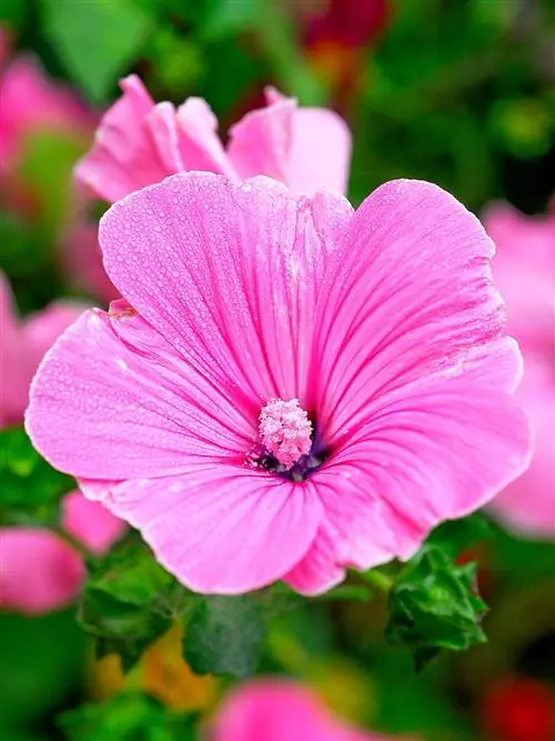 Лаватера "Розовый румянец"