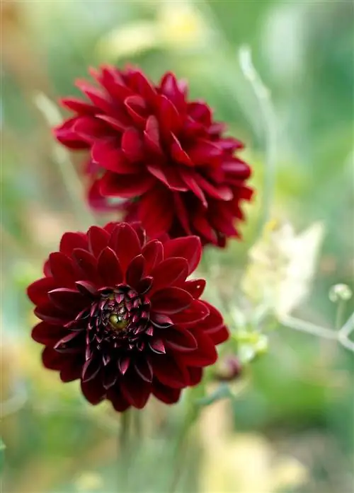 2 темно-красных георгина