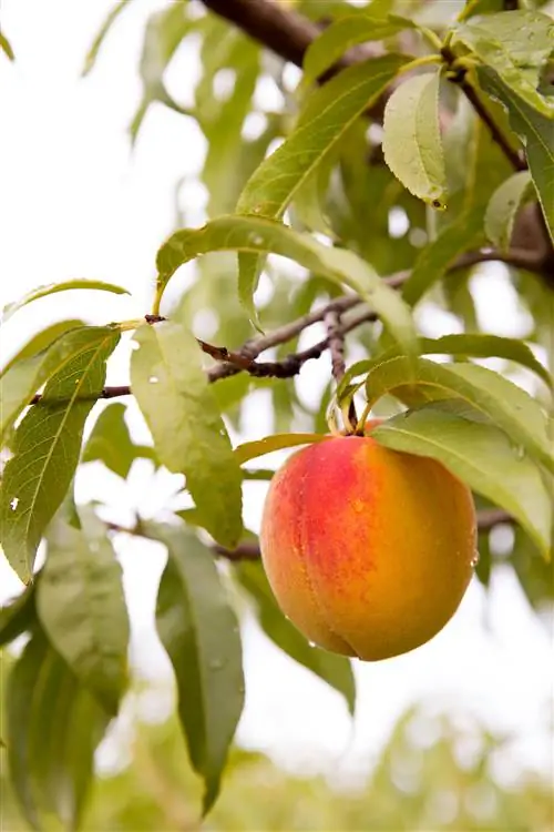 крупный план персикового дерева