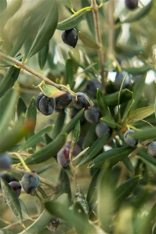 ветка оливкового дерева