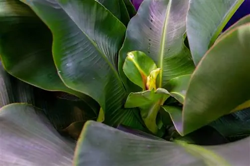 Крупный план бананового карлика