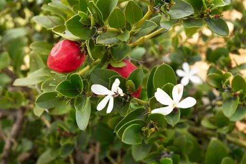 крупный план сливового дерева