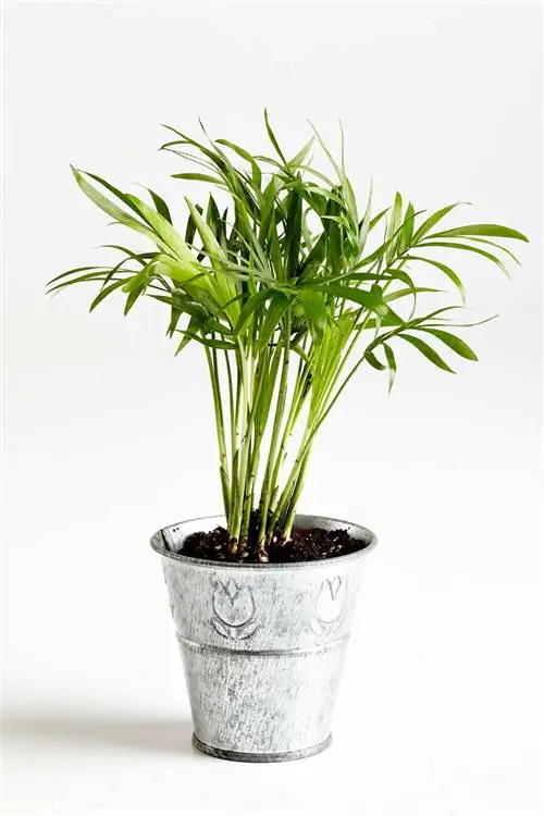 Викторианский салон Palm