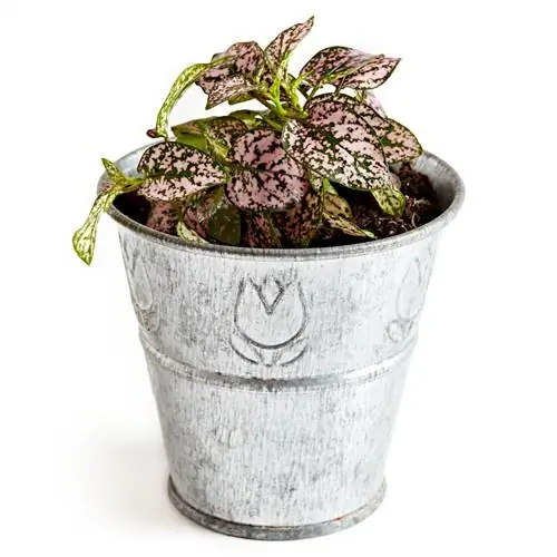 Hypoestes phyllostachya растение в горошек в горшке