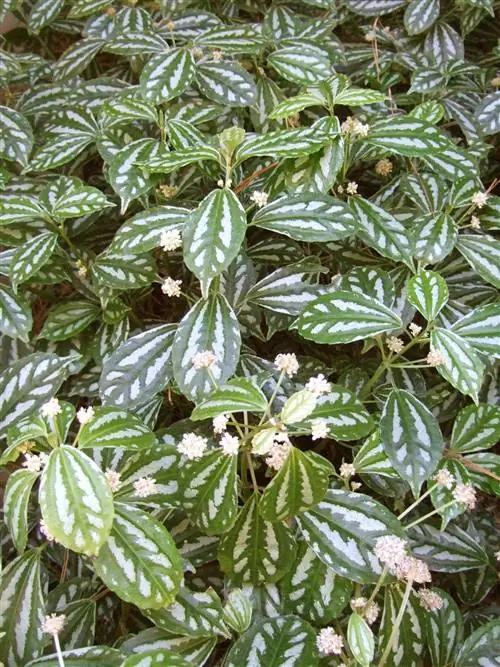 алюминиевый завод Pilea Cadierei