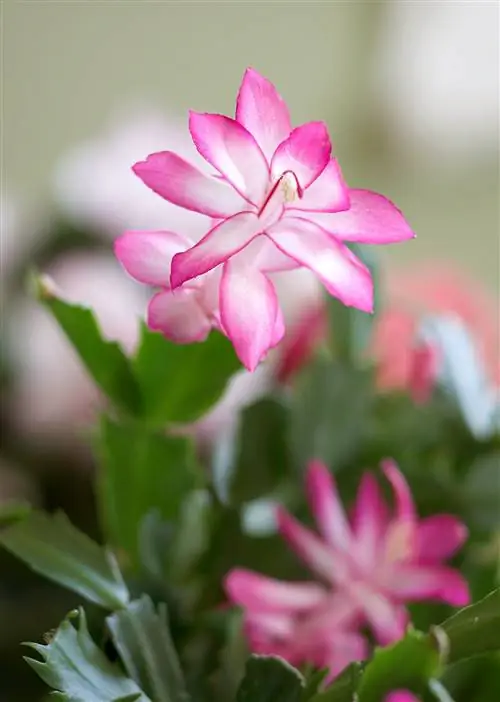 Деталь цветения розового рождественского кактуса