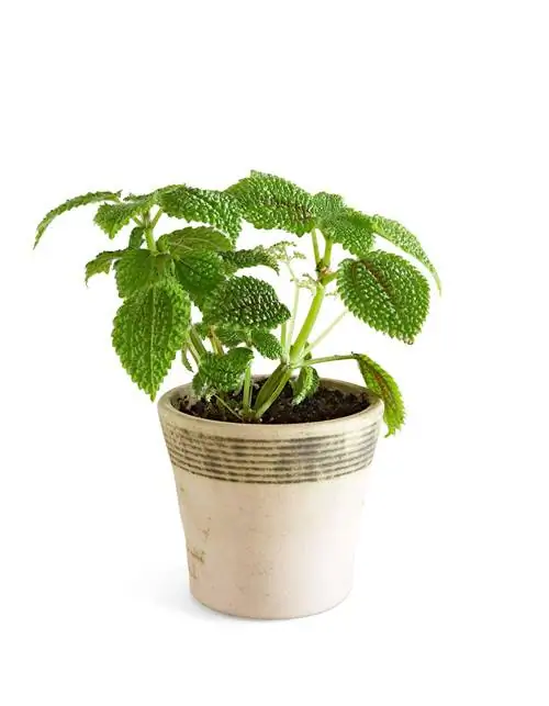 растение дружбы лунной долины в горшке