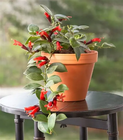 губная помада