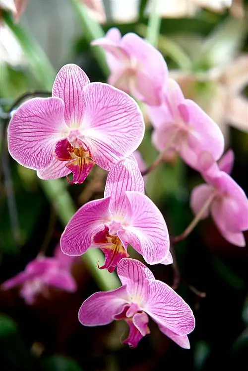 15 нетоксичных растений для собак и кошек для озеленения без забот