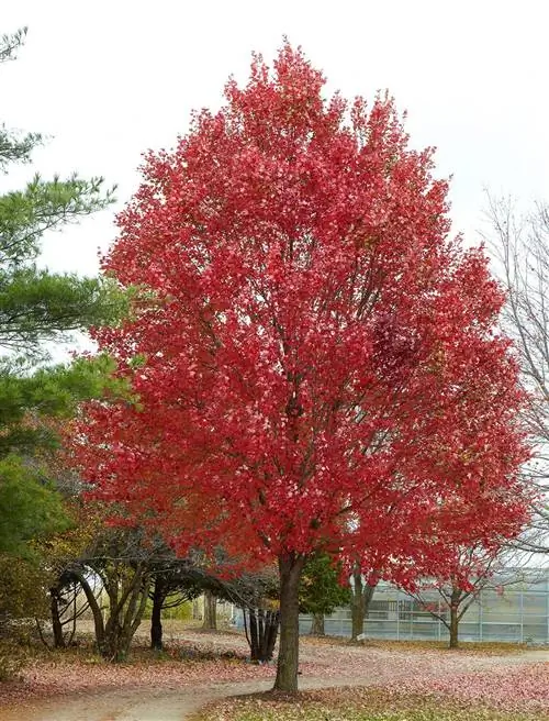 красный клен acer rubrum дерево вдоль дороги