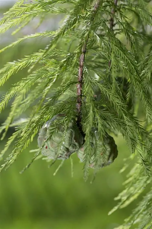 Кипарисовик лысый (Taxodium distichum)