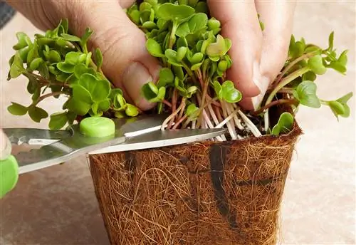 обрезка микрозелени ножницами