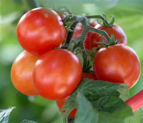 помидоры черри ликоперсикон хаски