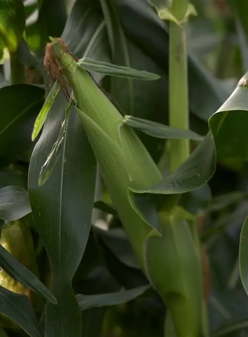 початок кукурузы в саду