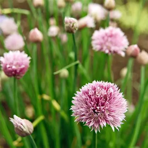 гроздь зеленого лука allium schoenoprasum