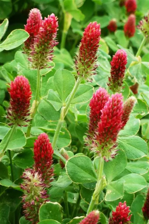 Крупный план малинового клевера