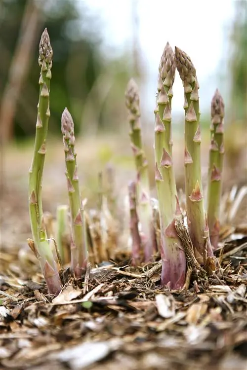 крупный план выращивания спаржи
