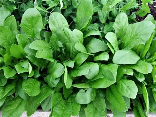 Шпинат 'Олимпия' Spinacia oleracea