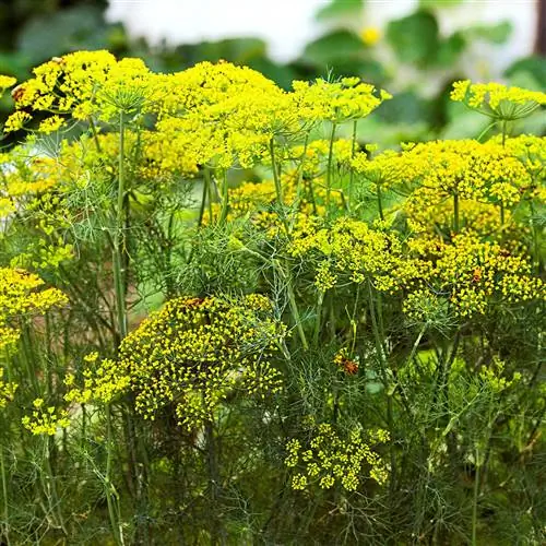 папоротник укроп анетум гравеоленс