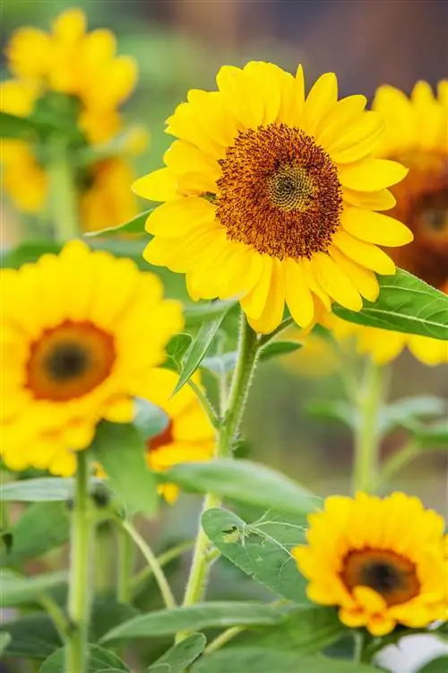 крупный план подсолнуха