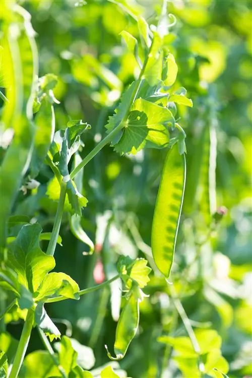 крупный план гороха