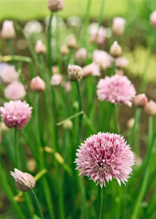 Зеленый лук