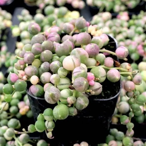 Senecio rowleyanus f. variegatus - разноцветная нить жемчуга