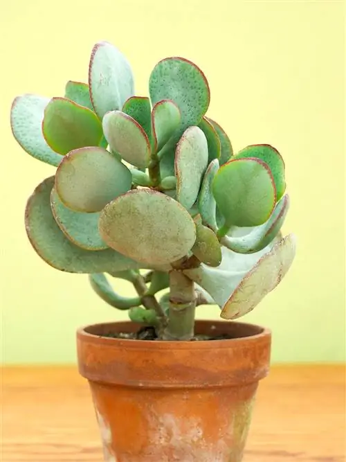 Серебряный нефрит Crassula atropurpurea arborescens