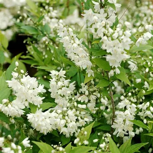 Как посадить и вырастить дейцию