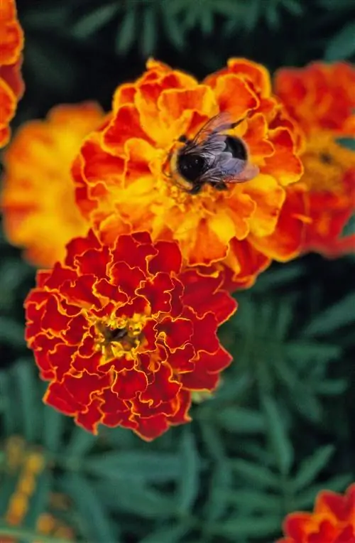 Дуранго красные бархатцы