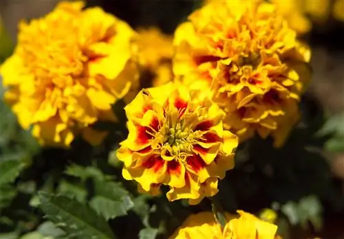 Бархатцы Little Devil Fire