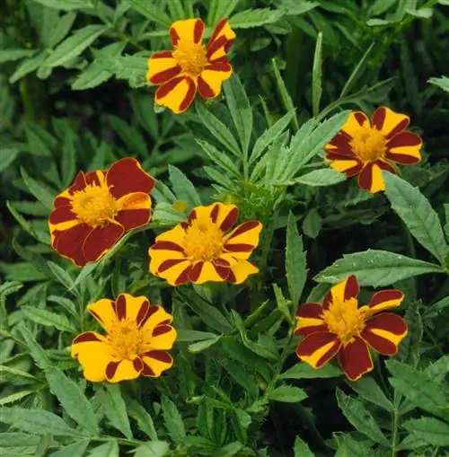 Полосатые бархатцы Марвел