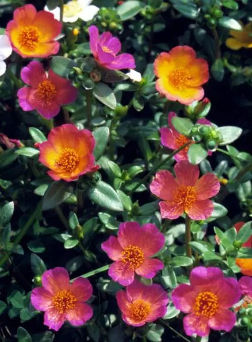 розовые моховые розы