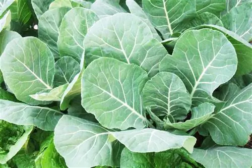 Крупный план зеленого цвета