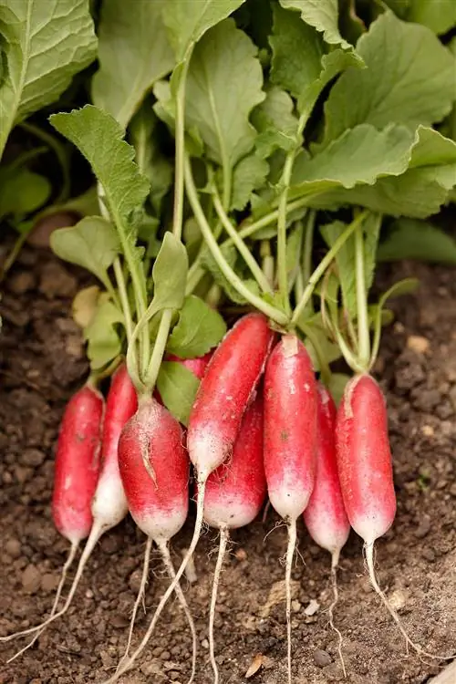 куча собранной редьки на грядке