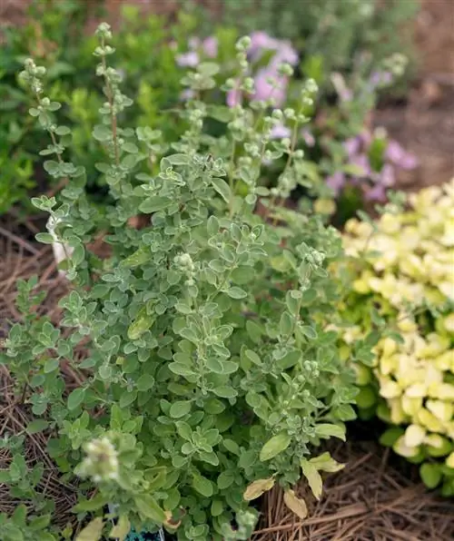 тимьян "Пряный апельсин"