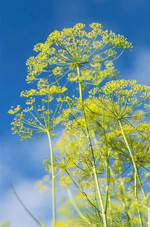 Лонг-Айленд мамонт укроп анетум гравеоленс