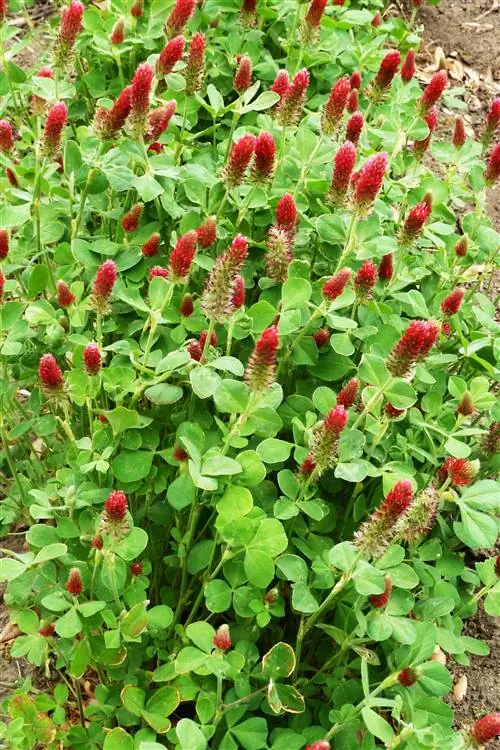 малиновый клевер