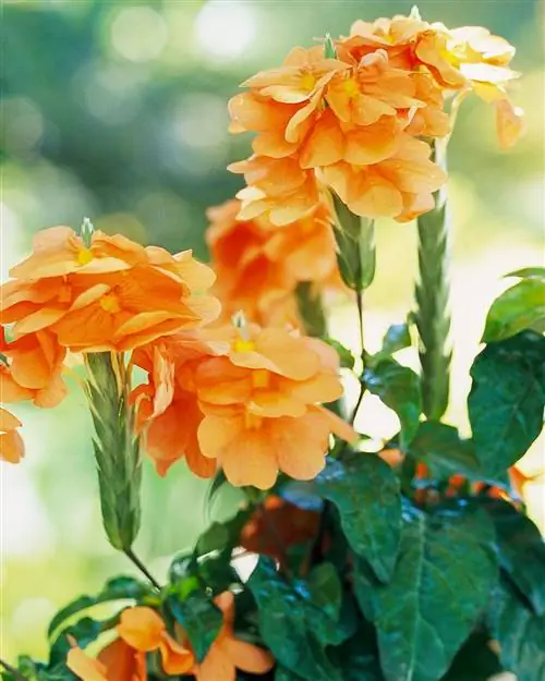 Кроссандра Апельсиновый мармелад