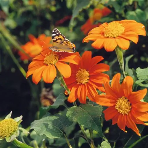 Мексиканский подсолнух Титония