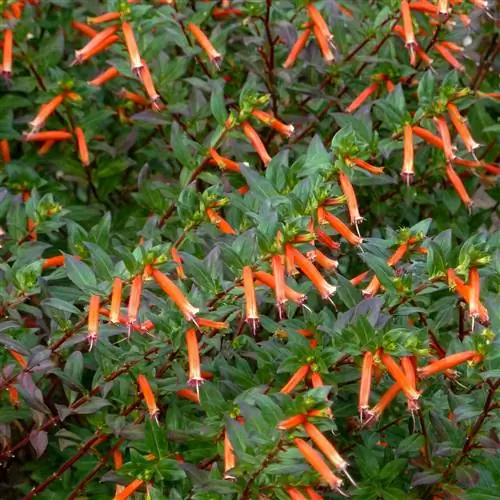 Цветок сигары David Verity Cuphea