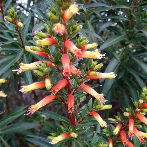 Сигарное растение cuphea micropetala