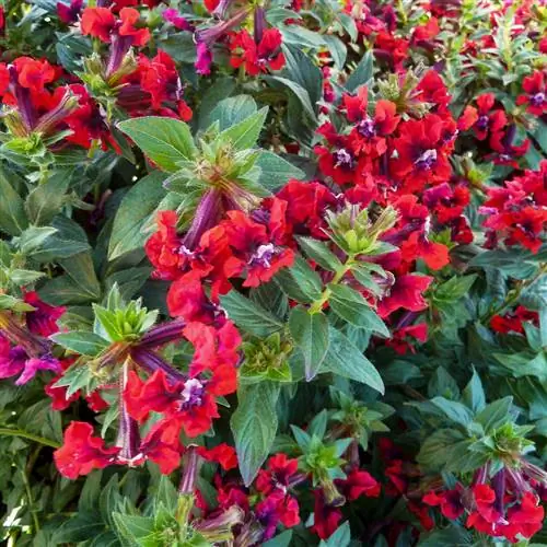 cuphea llavea летучая мышь цветет