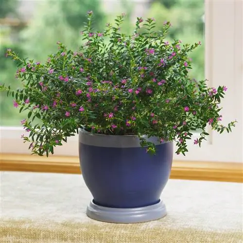 Мексиканский вереск Cuphea hyssopifolia