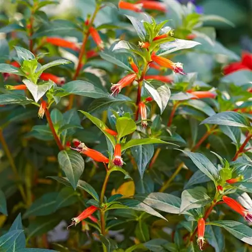 Вермиллионер Куфея