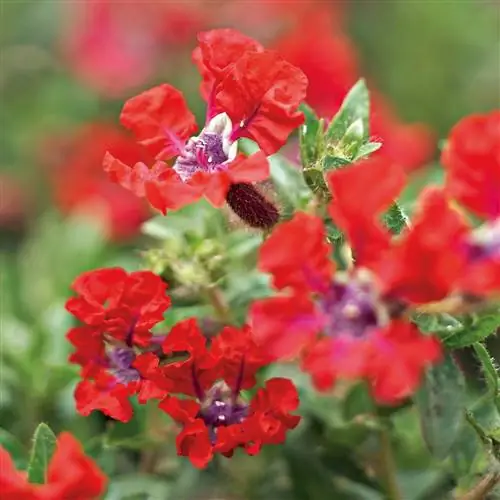 Cuphea llavea Totally Tempted