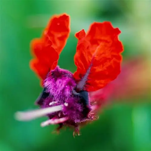 Как посадить и вырастить купею