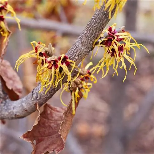 Сандра гамамелис